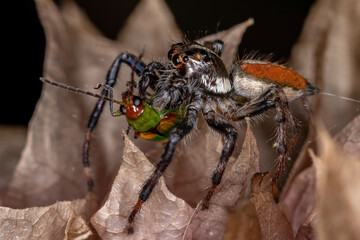 Adult Male Jumping Spider preying on a cucurbit beetle