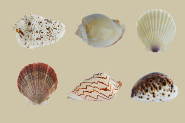 shell is isolated on a colored background