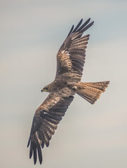 Black Kite  -  Milvus migrans