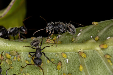 Adult Carpenter Ants interacting with aphids in a plant