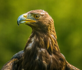 Golden Eagle -  Aquila chrysaetos