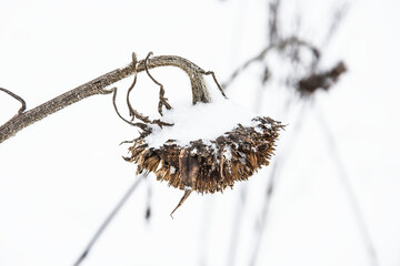 snow covered sun flower in a field of the nature area Kruisbergse Bossen on a misty day