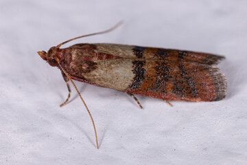 Adult Indian Meal Moth
