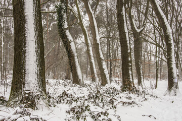 snow covered trunks of beeches in nature area Kruisbergse Bossen  on a misty day in winter