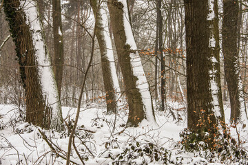 Fototapeta premium snow covered trunks of beeches in nature area Kruisbergse Bossen on a misty day in winter