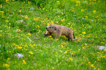 Alpine marmot (Marmota marmota) in a lush green alpine summer meadow in the Bernese Alps