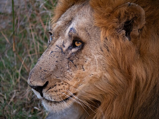portrait of a lion
