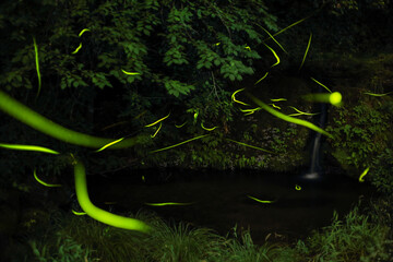 源氏ボタルの舞い