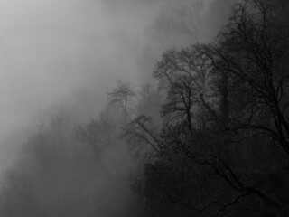 Trees through the mist