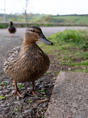 Duck