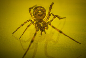 spider on a yellow surface