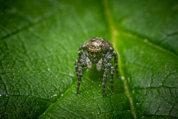 jumping spider on a leaf