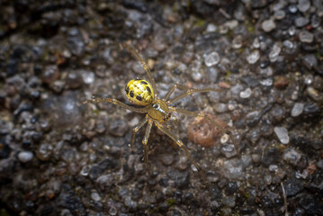 close-up of a yellow spider on the ground