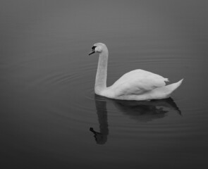Swan in Black and white, with reflection