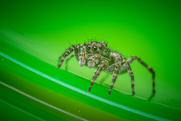 jumping spider on a green surface