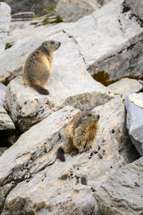 two Alpine marmots (Marmota marmota) looking out of its den in the Bernese Alps