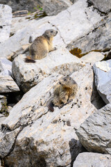 two alpine marmots on rocks in Berner Oberland