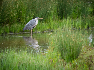 Heron on watch