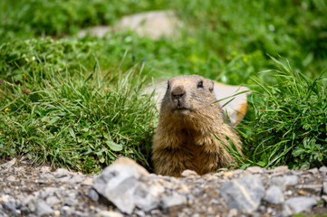 portrait of an alpine marmot looking out of its burrow in Berner Oberland