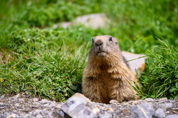 portrait of an Alpine marmot (Marmota marmota) looking out of its den in the Bernese Alps