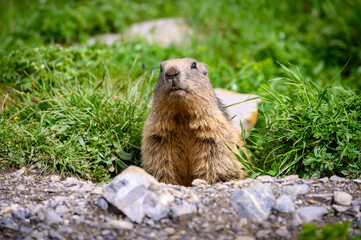 portrait of an Alpine marmot (Marmota marmota) looking out of its den in the Bernese Alps