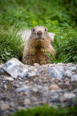 portrait of an Alpine marmot (Marmota marmota) looking out of its den in the Bernese Alps