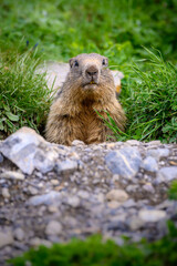 portrait of an Alpine marmot (Marmota marmota) looking out of its den in the Bernese Alps