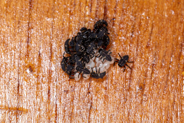 Asian Lady Beetle Larvae