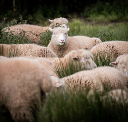 Head above the crowd