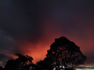 sunset in the forest