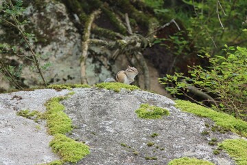marmot in the mountains