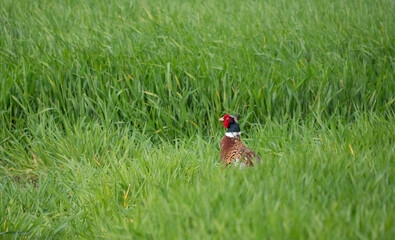 Pheasant in the graa