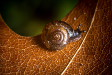 tiny snail on a dried leaf