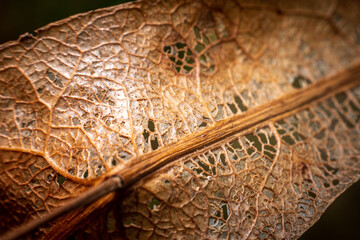 close up of a textured leaf