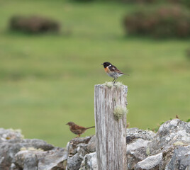 European stonechat, sitting on post on Dartmoor