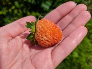 Strawberry berry close-up on the palm.