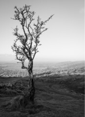 Tree in black and white over cheddar gorge