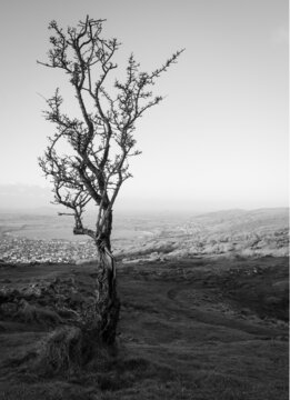 Tree in black and white over cheddar gorge
