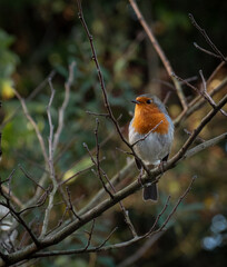 Robin perched on a branch