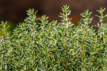 Thyme Sicilian, thyme plant, aromatic herb used in cooking aromatherapy medicine