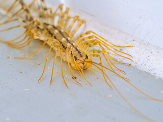 Closeup of a house centipede on a white background