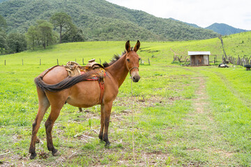 Paisaje con caballo en el campo de Mirandilla Jalisco.
 - obrazy, fototapety, plakaty