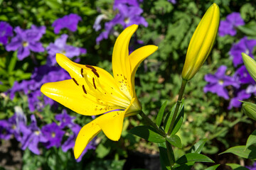 Yellow lily on the background of lilac clematis. Flowers in a flowerbed in a vegetable garden.