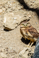 Burrowing owls watching the sights. Birds of Prey Centre, Coledale, Alberta, Canada