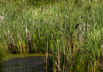 Red wing black bird Elk Island National Park Alberta Canada