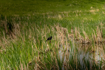 Red Winged Black bird sitting on bull rushes Kneehill County Alberta Canada