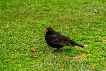 Flora and fauna abound on the grounds. Government Gardens, Rotarua, New Zealand