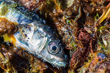 A dead and infected fish.