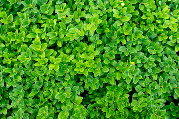 green boxwood twigs with visible details. background or texture