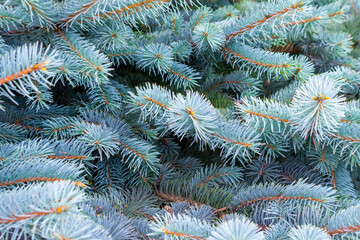 Naklejka na ściany i meble blue spruce branches with visible details. background